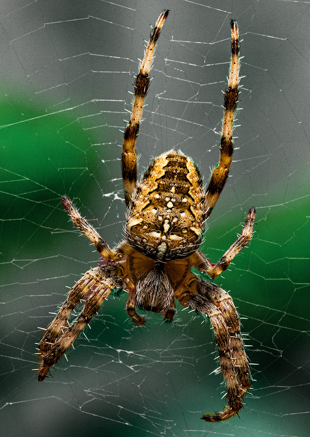 Garden Cross Spider - Alan Knopp
